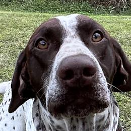 Edelmarke Jäger V Echoes Of The Past BCAT - German Shorthaired Pointer