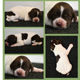 Lottie - Liver roan female Brittany puppy in Hollidaysburg, Pennsylvania from Royal Flush Farms