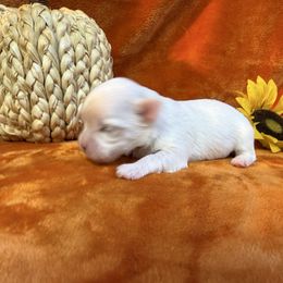 Maggie - White female Maltese puppy in Asheville, North Carolina from TCBs Glowing Maltese