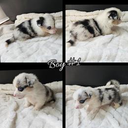 Boy 1 - Blue merle and white male American Corgi puppy in Natchitoches. La, Louisiana from Bleu Bayou Corgis