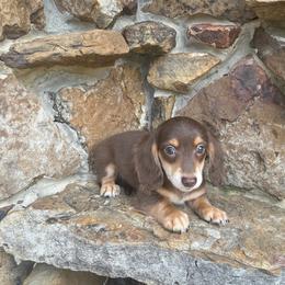 Bruno - Chocolate and cream male Dachshund puppy in Warrior, Alabama from Bountiful Dachshunds