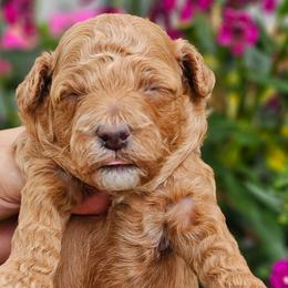 Dolly - Red  female Poodle puppy in Salem, Missouri from Meadowbrook Poodles