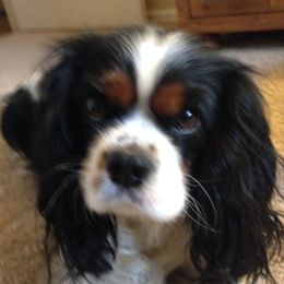 Dixie - Cavalier King Charles Spaniel