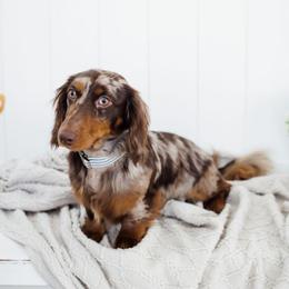 YETI - Dachshund