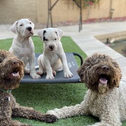 Lagotto Romagnolo Puppies from Crescendo Lagotto Romagnolos