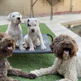 Lagotto Romagnolo Puppies from Crescendo Lagotto Romagnolos