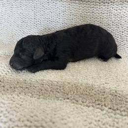 Boy 2 - Black male Bernedoodle puppy in Gilbert, Arizona from positivelypuppies