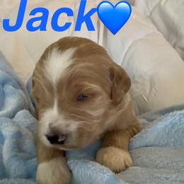 Jack - Apricot male Goldendoodle puppy in Orlando, Florida from Island Doodle Co. - Goldendoodles Raised with Love