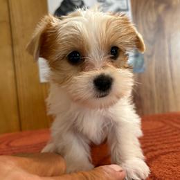 Girl 1 - Parti female Yorkshire Terrier puppy in Bear Creek, North Carolina from Yorkie Time