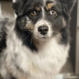 Sailor - Miniature American Shepherd