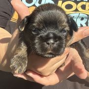 Miss Piggy - Brindle female Cavatzu puppy in Saint Paul, Minnesota from Amy’s Puppy Tzu