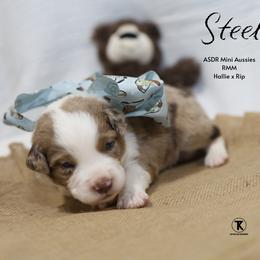 Steel - RMM - Red merle male Miniature Australian Shepherd puppy in Nacogdoches, Texas from TK Standard, Mini, & Toy Aussies