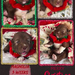 Magnolia - Red and white female Siberian Husky puppy in Florence, Kentucky from Moonlight Howl Huskies