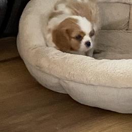 Cavalier King Charles Spaniel Puppies from Brookstone Farm