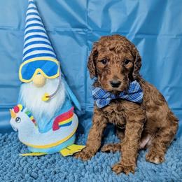 George - Red  male Goldendoodle puppy in Yale, Michigan from Angie's Goldendoodles/Angies doodles LLC