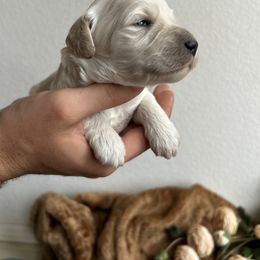 Goldendoodle Puppies from Denim & Doodles