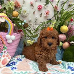 River (Orange) - Red  female Goldendoodle puppy in Miami, Florida from Katy's Toy Poodles & Doodles