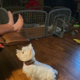 Kizzie - West Highland White Terrier