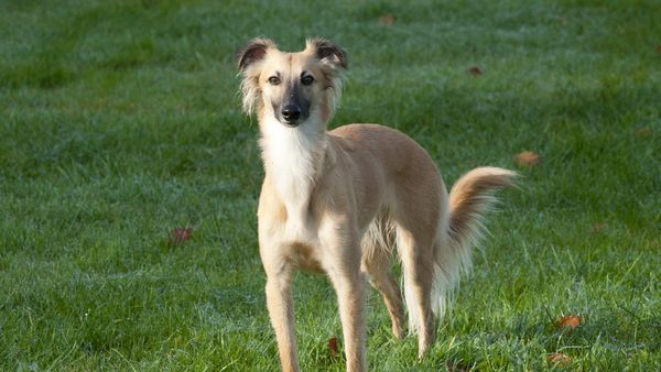 Find Windsprite puppies for sale