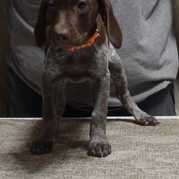 ICE - Liver roan female German Shorthaired Pointer puppy in Osceola, Missouri from Bird Dog Ranch