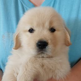 Blue gal is extremely biddable with great recall, sits , downs ,stays , crate trained , on live birds a great all around pup - Light golden female Golden Retriever puppy in Frostproof, Florida from Cashmere Golden Retrievers