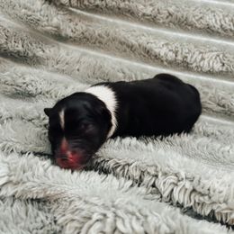Lloyd - Black and white male Companion Cross puppy in Brownsboro, Texas from Hardin Aussie Co.