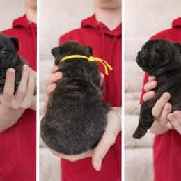 Maple - Brindle and white female French Bulldog puppy in Tenino, Washington from Barkumentary Bulldogs (frenchie breeder)