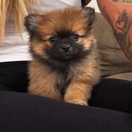 Caleb - Wolf sable male Pomeranian puppy in Mc Henry, Illinois from Pomeranians