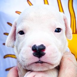 Girl 4 Galatea - White female Dogo Argentino puppy in San Diego, California from Debonair Dogos