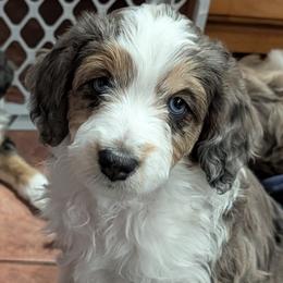 Sage - Blue merle female Aussiedoodle puppy in New Durham, New Hampshire from Ridgeview Aussiedoodles