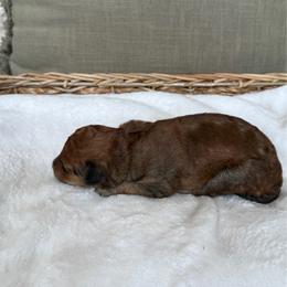 Boy 2 - Red  male Goldendoodle puppy in Valley Farms, Arizona from Gall’s Doodle Ranch