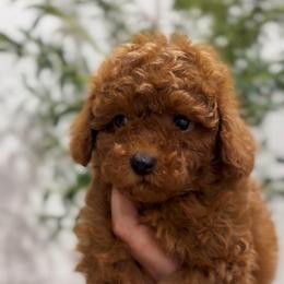 Delilah - Red  female Poodle puppy in North Port, Florida from Noble Pets