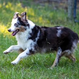 Violet - Australian Shepherd