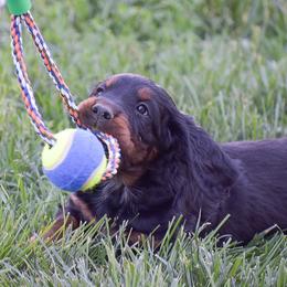Boy 1 - Black and tan male Gordon Setter puppy in Gordonville, Pennsylvania from Blue Ribbon Setters