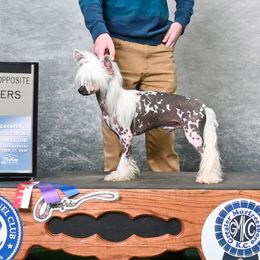 Nuka - Chinese Crested