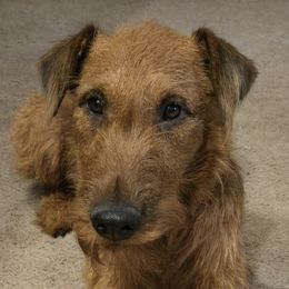 Saoirse - Irish Terrier