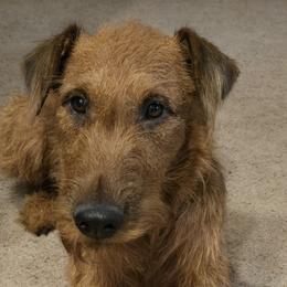 Saoirse - Irish Terrier