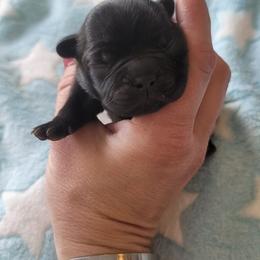 Boy 1 - Brindle male French Bulldog puppy in Collinston, Utah from Country Sunshine