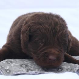 Ricky (grey collar) - Brown male Newfoundland puppy in Kimball Twp, Michigan from Pine River Newfoundlands
