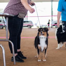 Diamond - Miniature Australian Shepherd