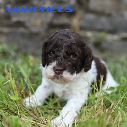 Morpheus - Brown and white male Cockapoo puppy in Canastota, New York from Silver City Cockapoos