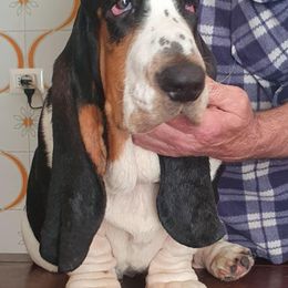 Basset Hound Puppies from Blue Coast Bassets