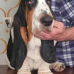 Basset Hound Puppies from Blue Coast Bassets