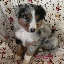 Shasta - Blue merle female Australian Shepherd puppy in Lebanon, Oregon from Mt. Hope Aussies