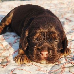 Pink Girl - Brown white and tan female Cocker Spaniel puppy in Beggs, Oklahoma from Southern Country Cockers