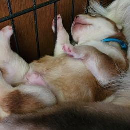 Nanuq - Red and white male Alaskan Malamute puppy in Grayson County, Virginia from River Bend Malamutes