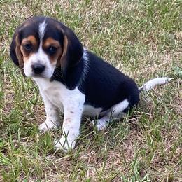 Boy 2 Blue - Black and white male Beagle puppy in Crestview, Florida from Alicia's Beagles