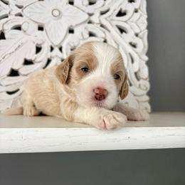 April O' Neil - Apricot female Goldendoodle puppy in Brooksville, Florida from Abby’s Standard Goldendoodles
