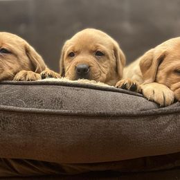 Labrador Retrievers from Battleborn Labradors