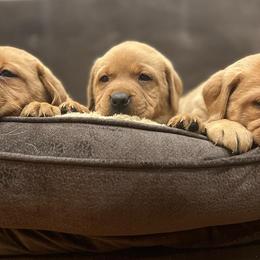 Labrador Retrievers from Battleborn Labradors